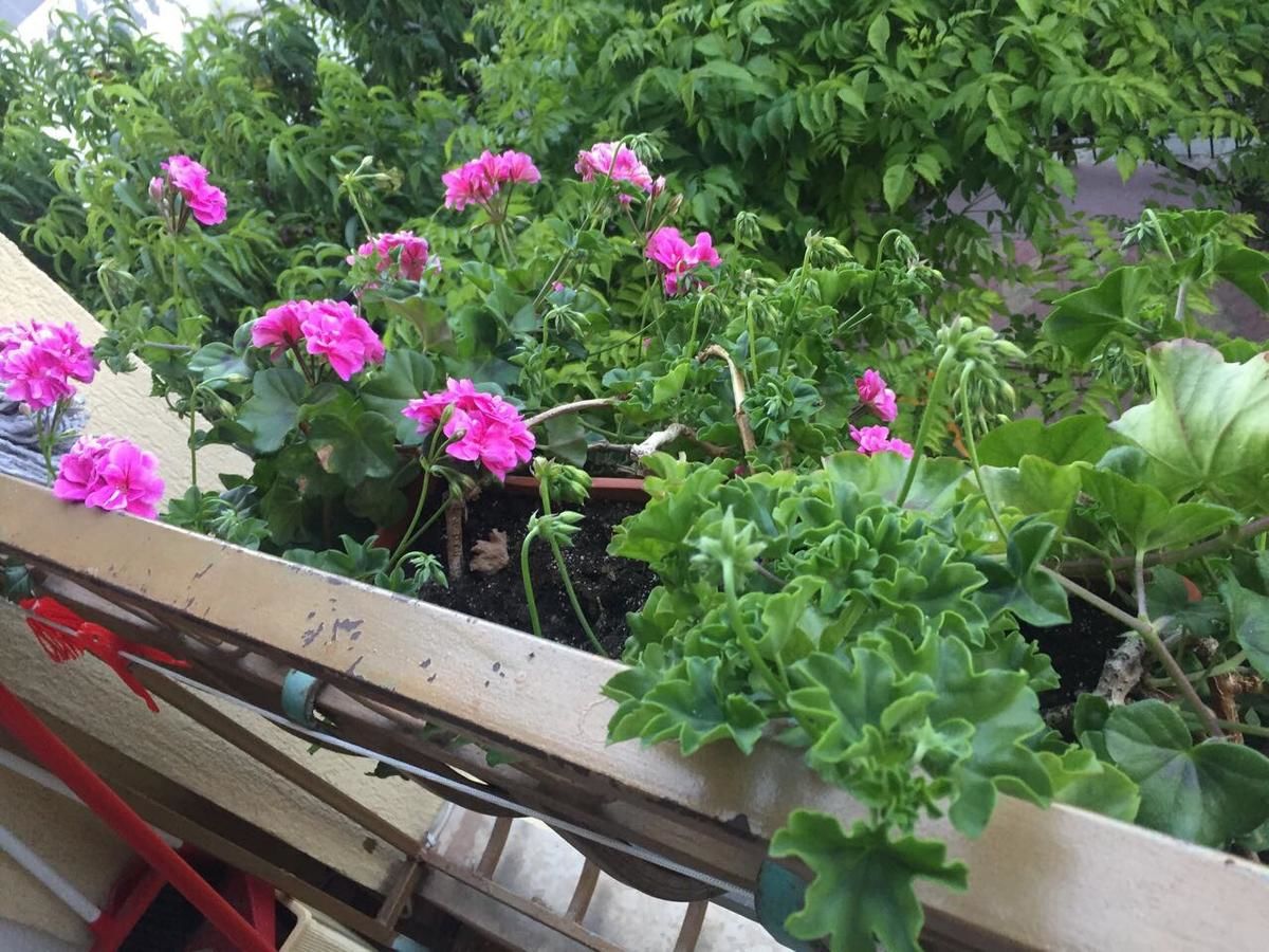 Гостевой дом Violeta 7 Guest House Несебр-29