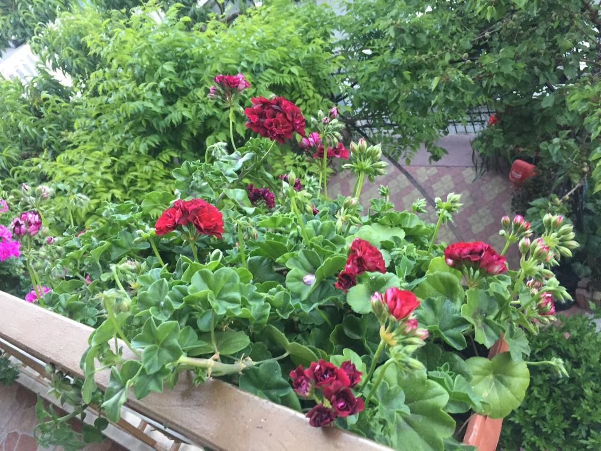 Гостевой дом Violeta 7 Guest House Несебр-32